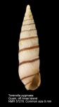Terenolla pygmaea
