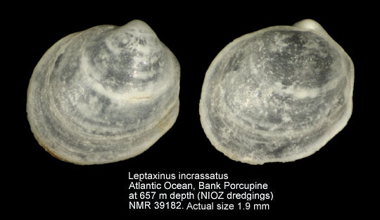 Leptaxinus incrassatus
