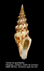 Tiariturris spectabilis