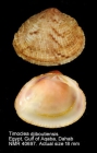 Timoclea djiboutiensis
