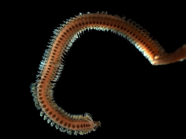 Phyllodoce maculata-mucosa Phyllodoce maculata-mucosa
