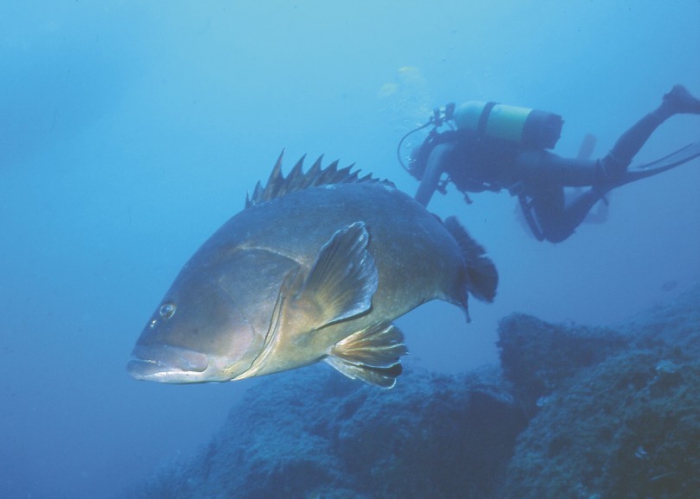 Dusky grouper - Epinephelus marginatus (Lowe, 1834) Dusky grouper - Epinephelus marginatus (Lowe, 1834)