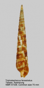 Triplostephanus fenestratus