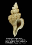 Trophonopsis barvicensis