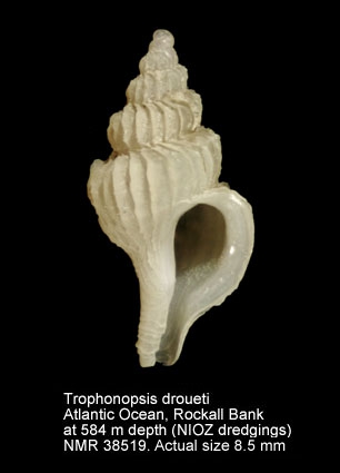 Trophonopsis droueti