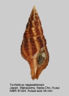 Turrilatirus nagasakiensis