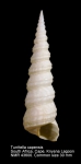 Turritella capensis