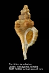 Turritriton tenuiliratus