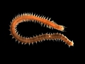 Polychaeta (bristle worms)