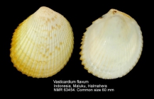Vasticardium angulatum