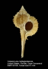 Vokesimurex bellegladeensis