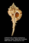 Vokesimurex rubidus panamicus