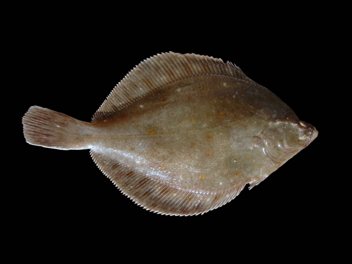 Pleuronectes platessa Linnaeus, 1758 Pleuronectes platessa Linnaeus, 1758