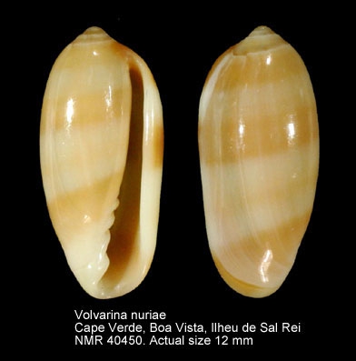 Volvarina nuriae