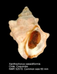 Xanthochorus cassidiformis