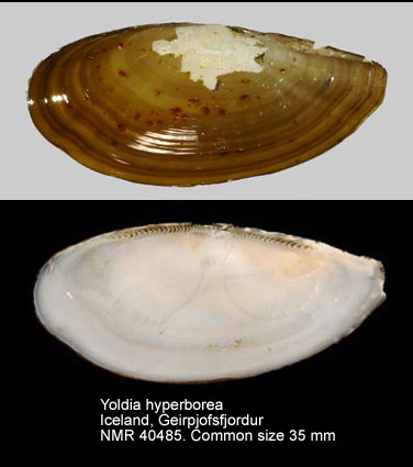 Yoldia hyperborea
