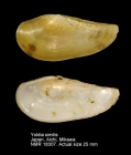 Yoldia similis