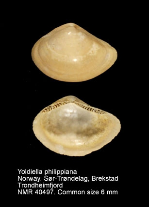 Yoldiella philippiana