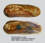 Zelithophaga truncata