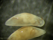 Macrocypridoidea, Macrocyprididae - Macroscapha falcis Brand, 2010