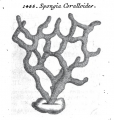 Porifera (sponges)