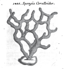 Spongia coralloides Scopoli, 1772
