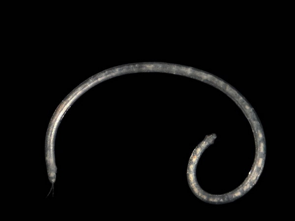 Polygordius appendiculatus Fraipont, 1887 Polygordius appendiculatus Fraipont, 1887