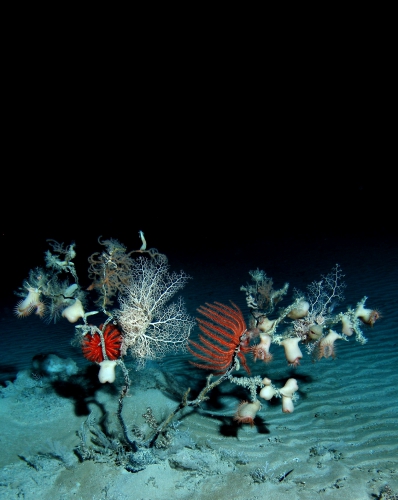 Black coral diversity