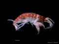 Crustacea (crustaceans)