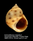 Echinolittorina mespillum