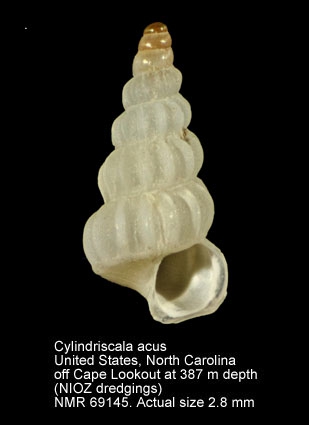 Cylindriscala acus