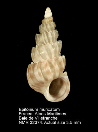 Epitonium muricatum