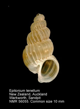 Epitonium tenellum