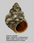 Littorina saxatilis