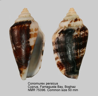 Conomurex persicus