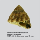 Bembicium melanostoma