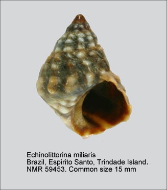 Echinolittorina miliaris