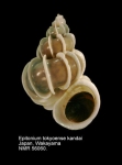 Epitoniidae