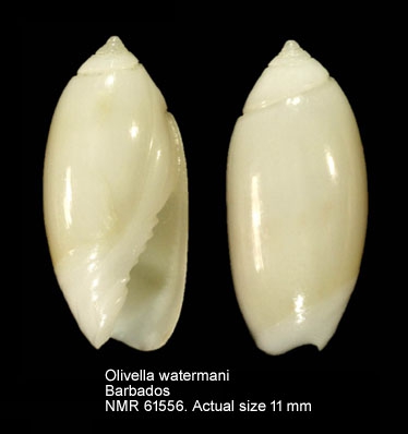 Olivella watermani