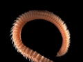 Polychaeta (bristle worms)