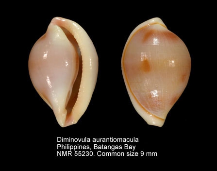 Diminovula aurantiomacula