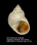 Echinolittorina modesta
