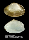 Mactrotoma fragilis