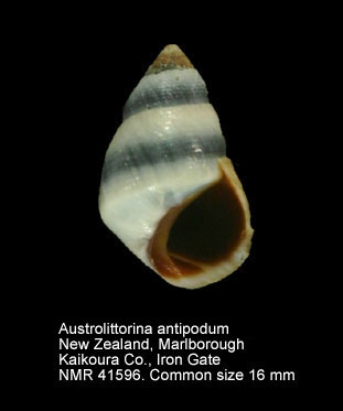 Austrolittorina antipodum