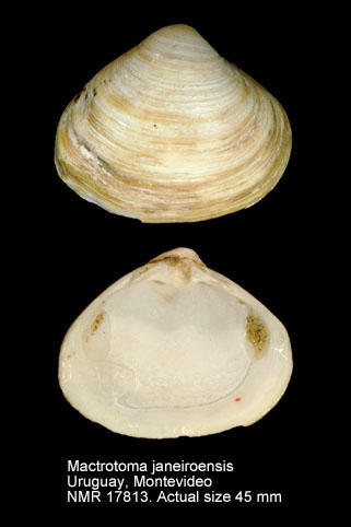 Mactrotoma janeiroensis