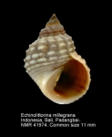 Echinolittorina millegrana