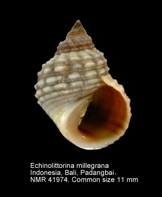 Echinolittorina millegrana