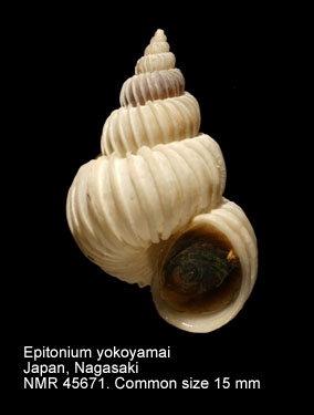 Epitonium yokoyamai