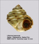 Littorina brevicula
