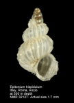 Epitonium hispidulum